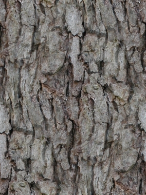 Bark Texture