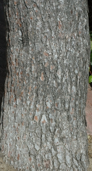 Bark Texture