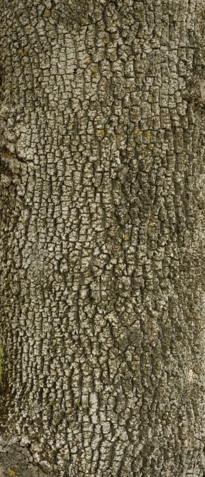 Bark Texture