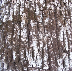 Bark Texture