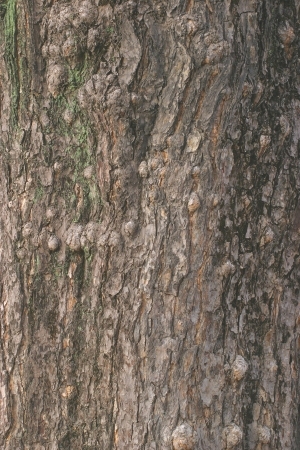 Bark Texture