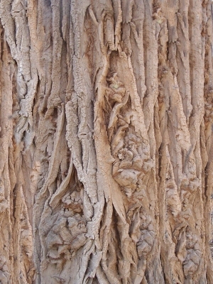 Bark Texture