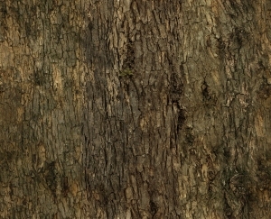 Bark Texture