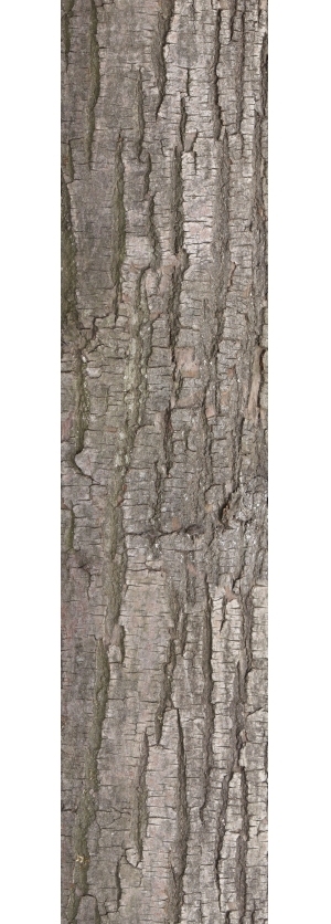 Bark Texture