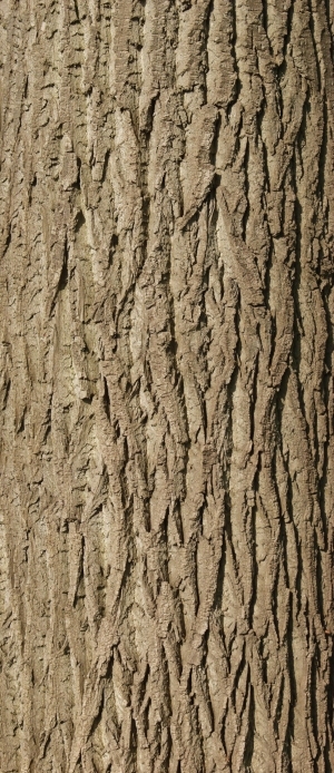 Bark Texture