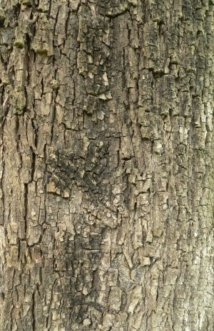 Bark Texture