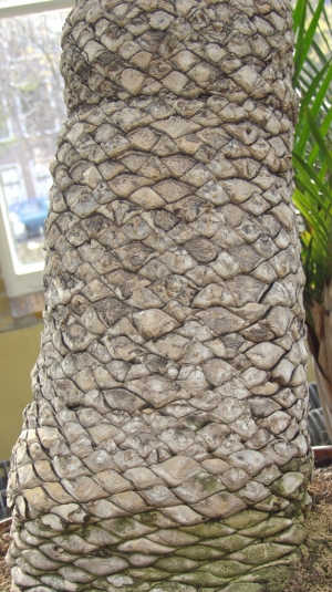  Tree-ID:719669147
