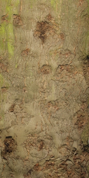 Bark Texture