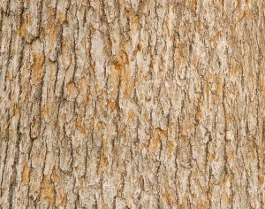 Bark Texture