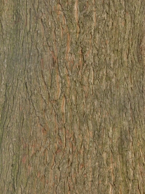 Bark Texture