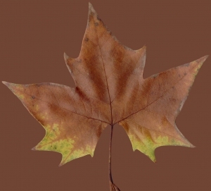 Plant Leaves