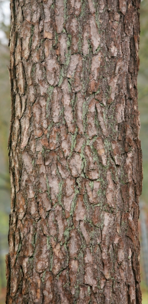  Tree-ID:472569113