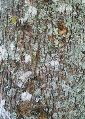 Bark Texture