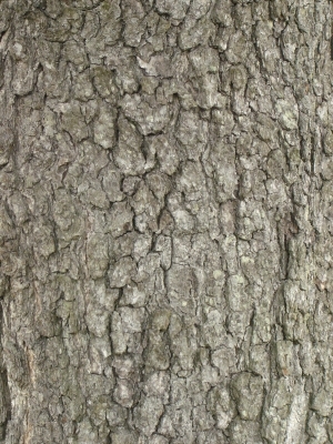 Bark Texture