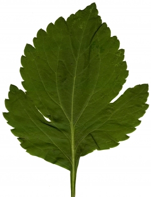 Plant Leaves