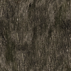 Bark Texture