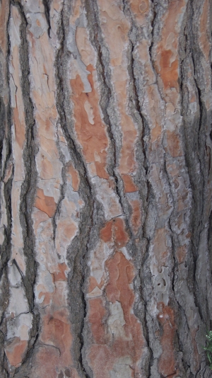  Tree-ID:285391324
