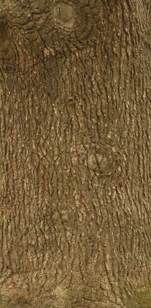 Bark Texture