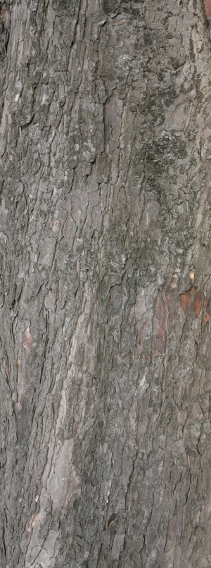 Bark Texture