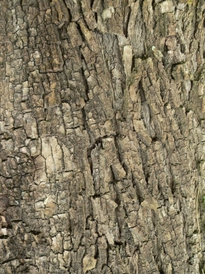 Bark Texture