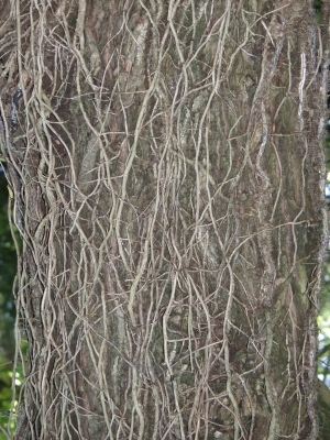 Bark Texture