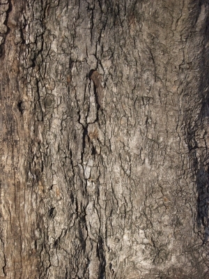 Bark Texture