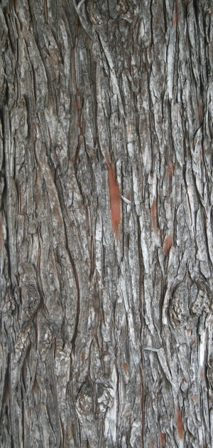 Bark Texture