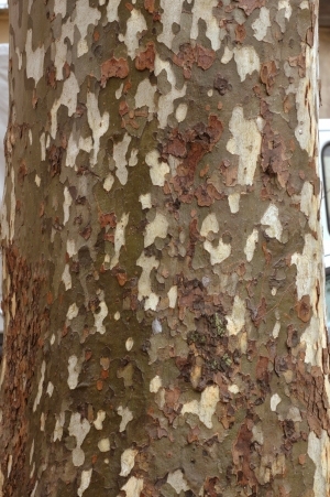 Bark Texture