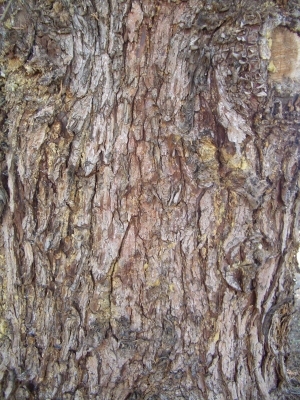 Bark Texture