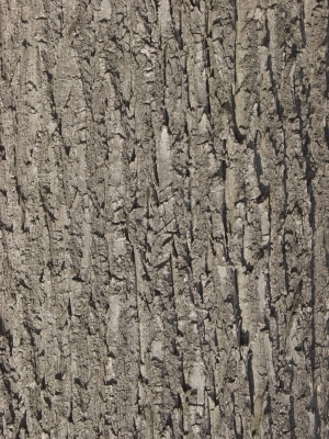 Bark Texture