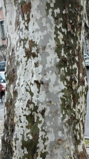 Bark Texture