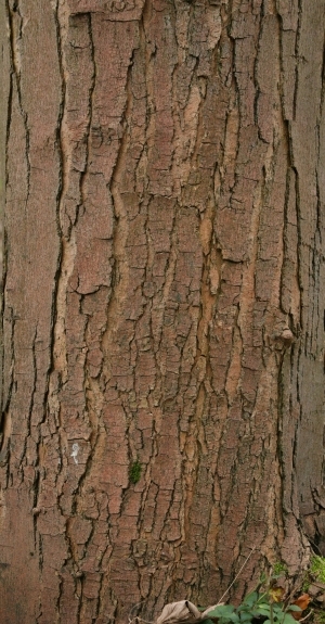 Bark Texture