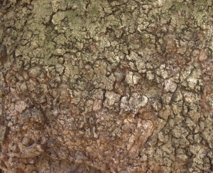 Bark Texture