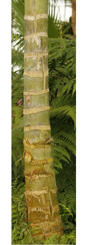  Tree-ID:251424417