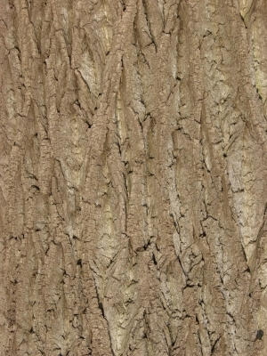 Bark Texture