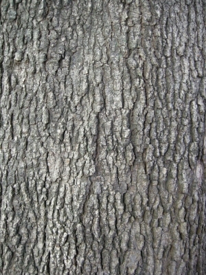 Bark Texture