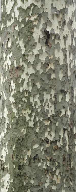 Bark Texture