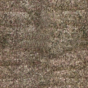 Bark Texture