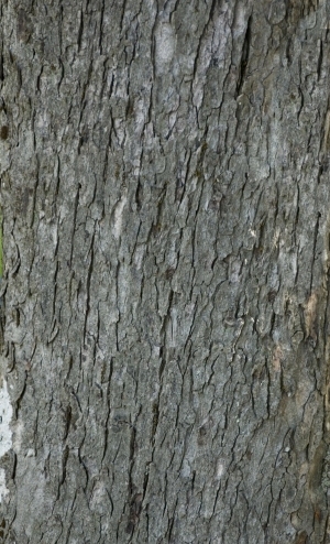 Bark Texture