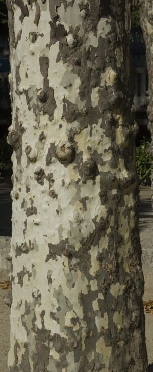 Bark Texture