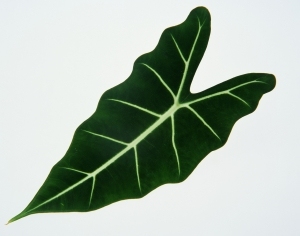 Plant Leaves