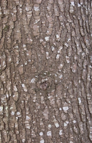 Bark Texture