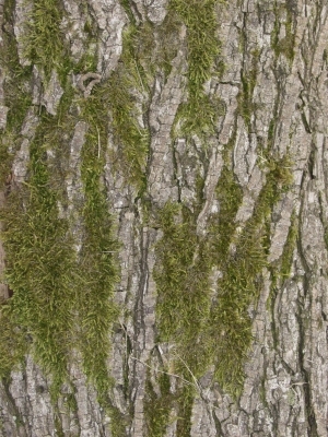 Bark Texture