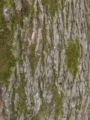 Bark Texture