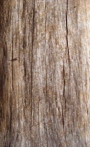 Bark Texture