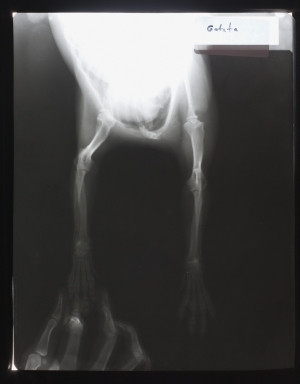 动物X射线-ID:4041736