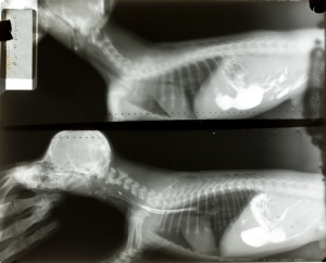 动物X射线-ID:4041738