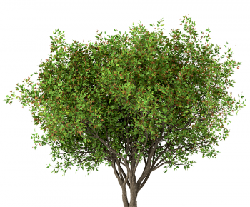 Modern Tree-ID:884545099