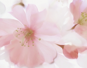 石材拼花-ID:162432915