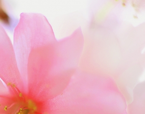石材拼花-ID:456196071